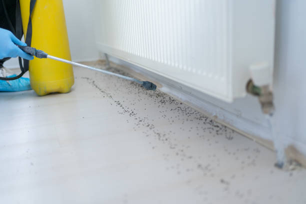 Best Bed Bug Extermination  in Trumbull Center, CT